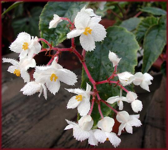 B. ‘Carol Pease’